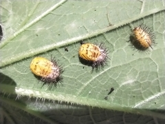 Epilachna paenulata