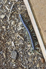 Ethmostigmus rubripes