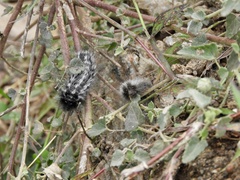 Podalia nigricostata