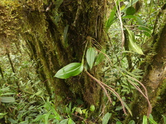 Stelis pilifera