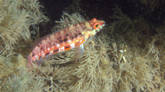 Serranus baldwini