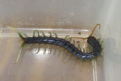 Ethmostigmus rubripes