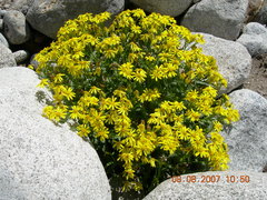 Senecio leucanthemifolius caucasicus