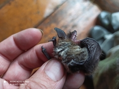 Myotis mystacinus