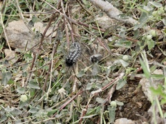 Podalia nigricostata