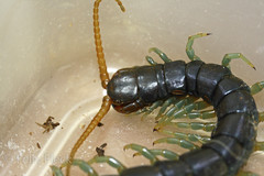 Ethmostigmus rubripes