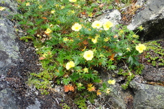 Potentilla vulcanicola