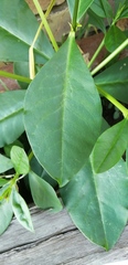 Talinum paniculatum