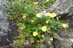 Potentilla vulcanicola