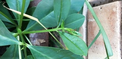Talinum paniculatum