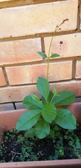 Talinum paniculatum