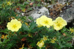 Potentilla vulcanicola