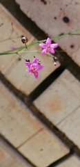 Talinum paniculatum