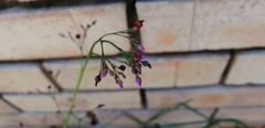 Talinum paniculatum