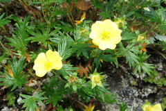 Potentilla vulcanicola