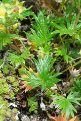 Potentilla vulcanicola