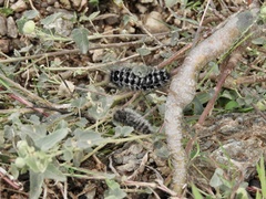 Podalia nigricostata