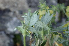 Potentilla vulcanicola