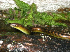 Ophiodes fragilis