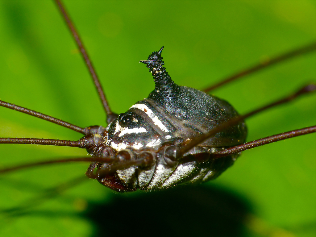 Marthana columnaris