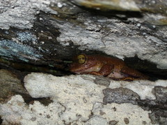 Bokermannohyla nanuzae