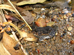 Odontophrynus