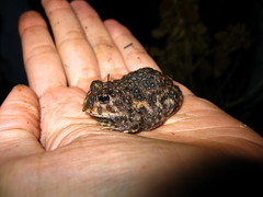 Odontophrynus