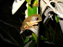 Pithecopus megacephalus