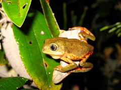 Pithecopus megacephalus