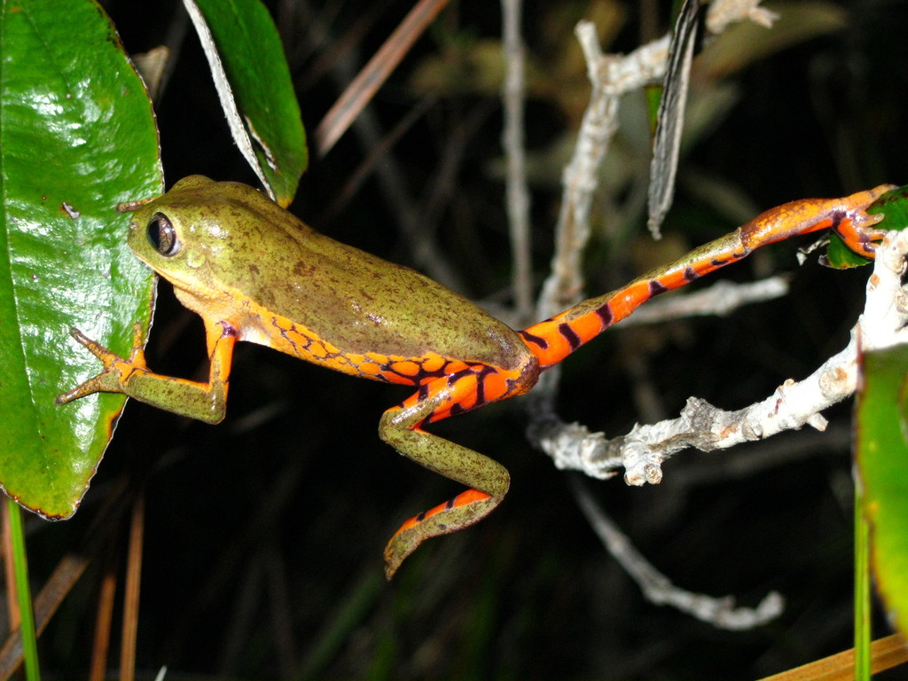 Large-Headed Leaf Frog