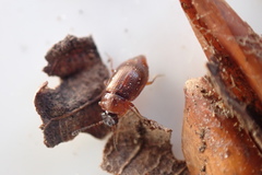 Anthobium atrocephalum