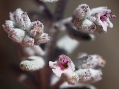 Micromeria lanata image