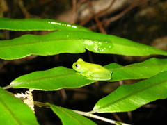 Vitreorana eurygnatha