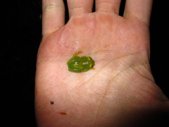 Vitreorana eurygnatha