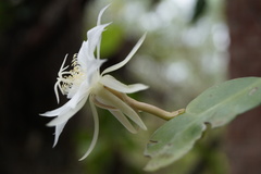 Epiphyllum