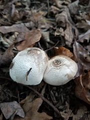 Agaricus leptocaulis