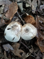 Agaricus leptocaulis