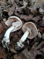 Agaricus leptocaulis