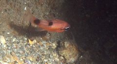 Apogon maculatus