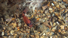 Apogon maculatus