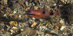 Apogon maculatus