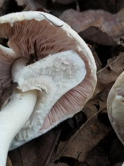Agaricus leptocaulis