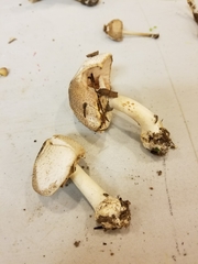 Agaricus leptocaulis