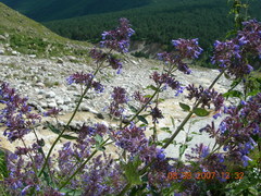 Nepeta grandiflora