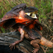 Frilled Lizard - Photo (c) Travis W. Reeder, some rights reserved (CC BY-NC)