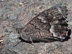 Hipparchia tamadabae