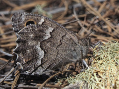 Hipparchia tamadabae