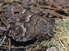 Hipparchia tamadabae