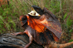 Chlamydosaurus kingii