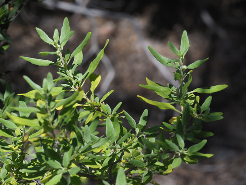 Bystropogon origanifolius var. canariae image